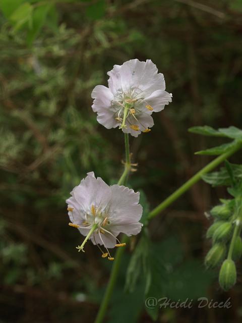 Geranium phaeum Alba.JPG